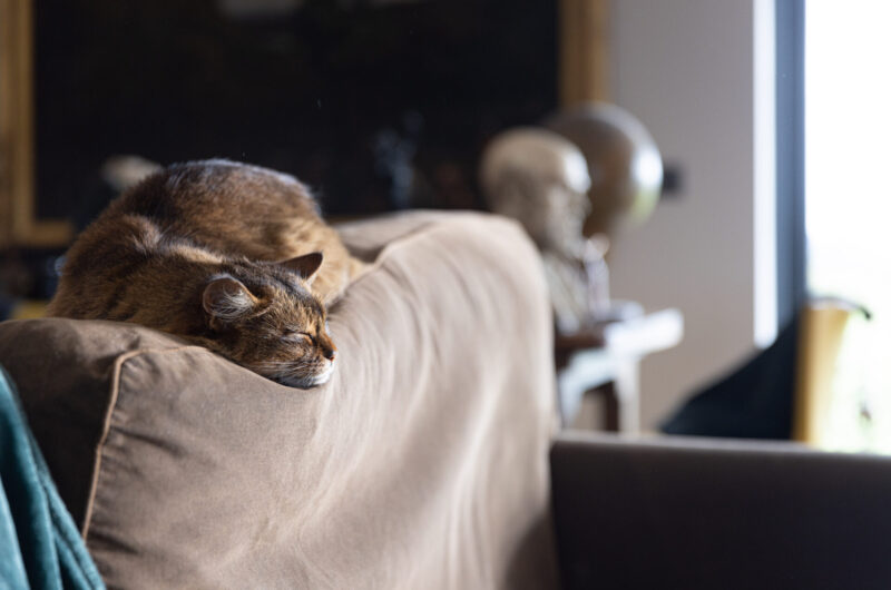 Cat sleeping on a beige sofa with a blue blanket draped over the arm, indoors at home.