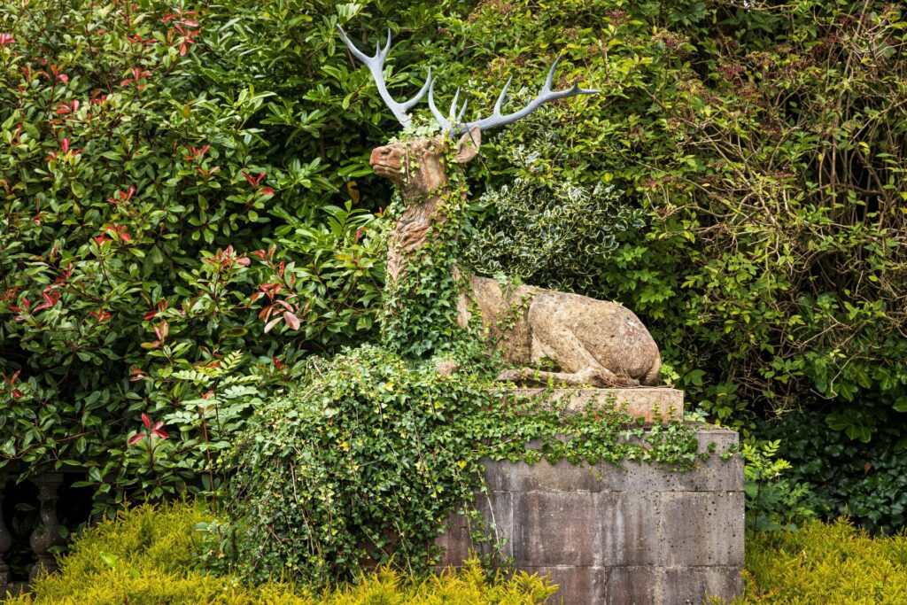 Reclining Stag garden Statue in stone In Situ half covered with ivy